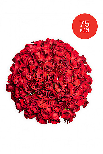 75 RŮŽÍ 70cm