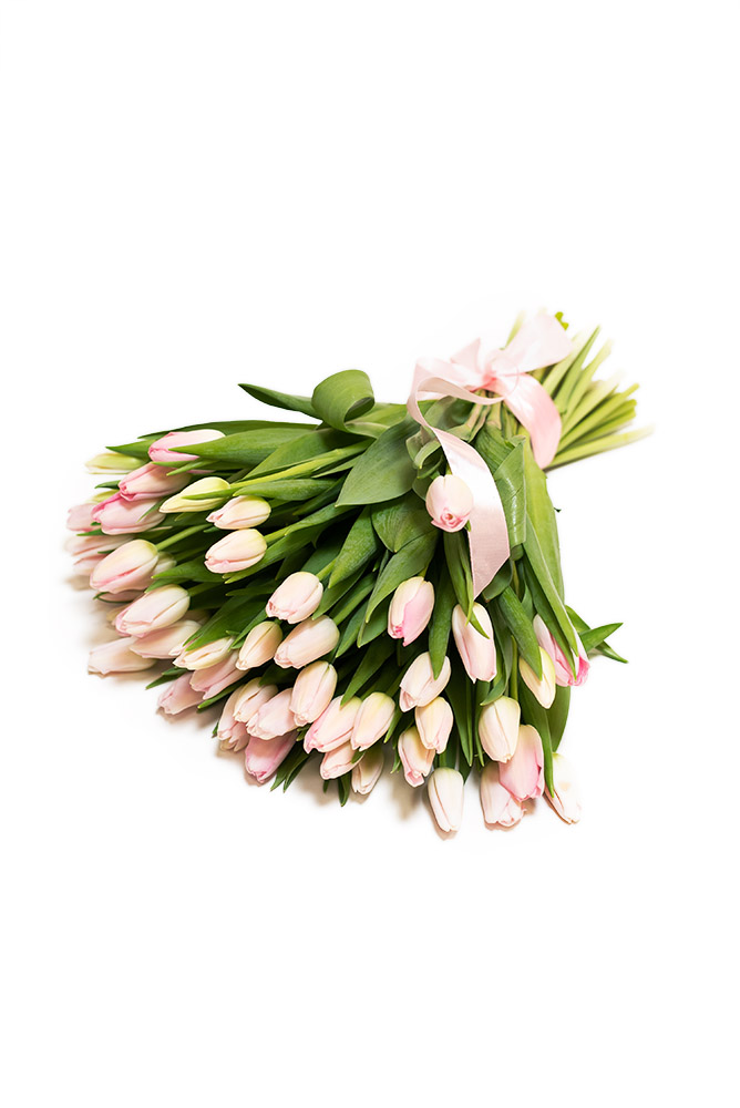 50 čerstvých RŮŽOVÝCH tulipánů