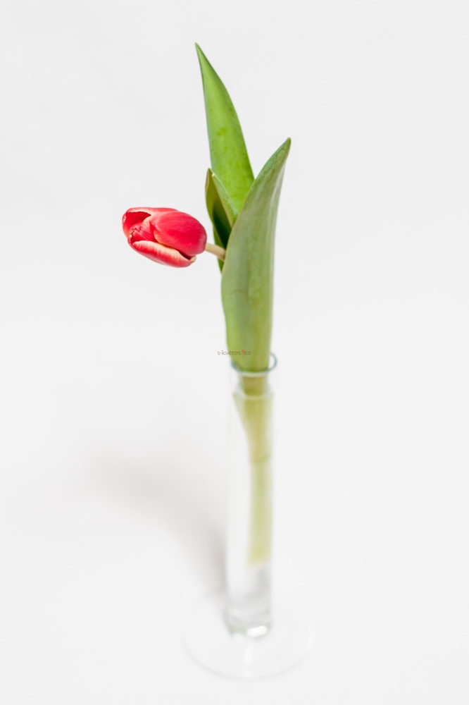Čerstvé tulipány
