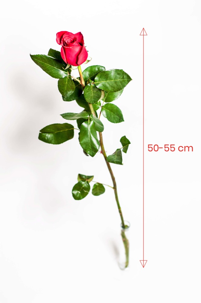 90 RŮŽÍ 50cm